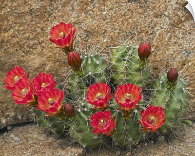 Claret Cup Cactus (Echinocereus triglochidiatus) flowering, Utah