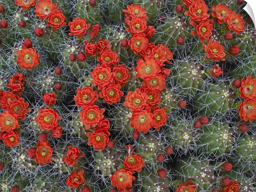 Claret Cup Cactus (Echinocereus triglochidiatus) flowers in bloom