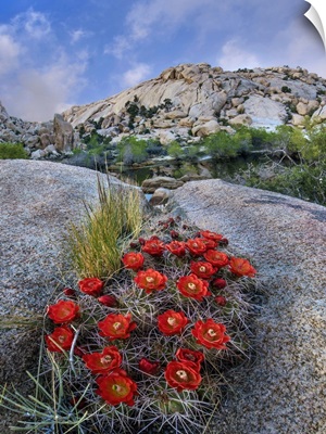 Claret Cup Cactus Near Barker Pond Trail, Joshua Tree National Park, California