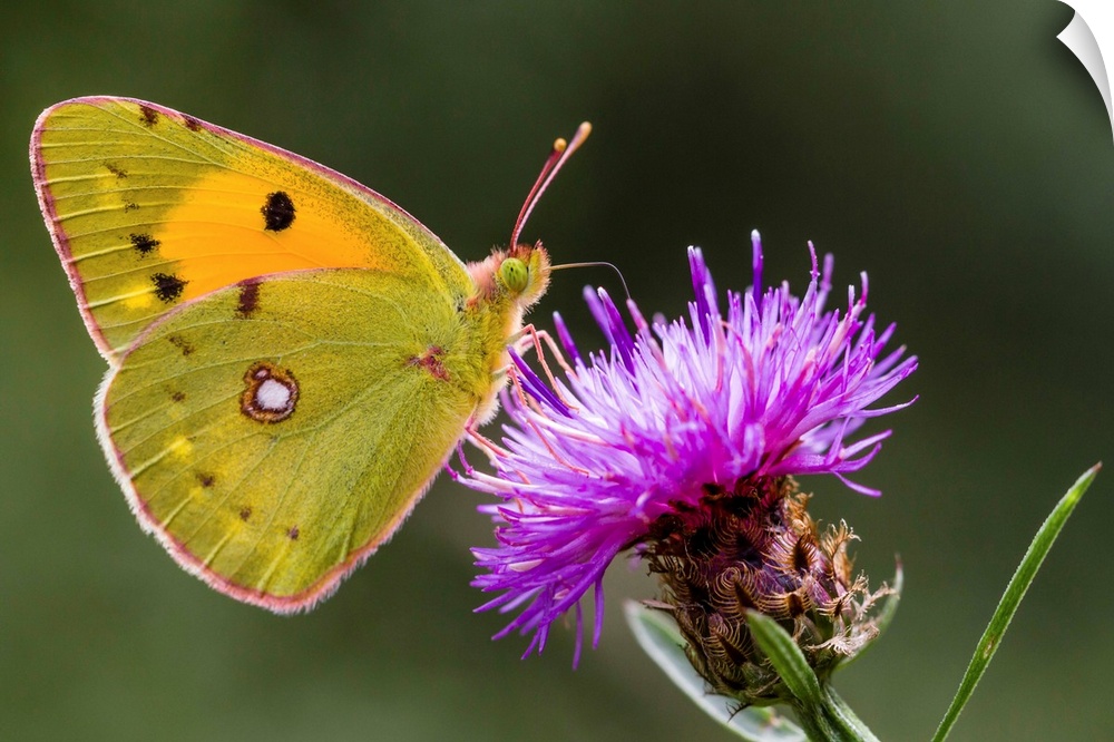 Clouded Yellow (Colias croceus) butterfly feeding on flower nectar, Overijssel, Netherlands.