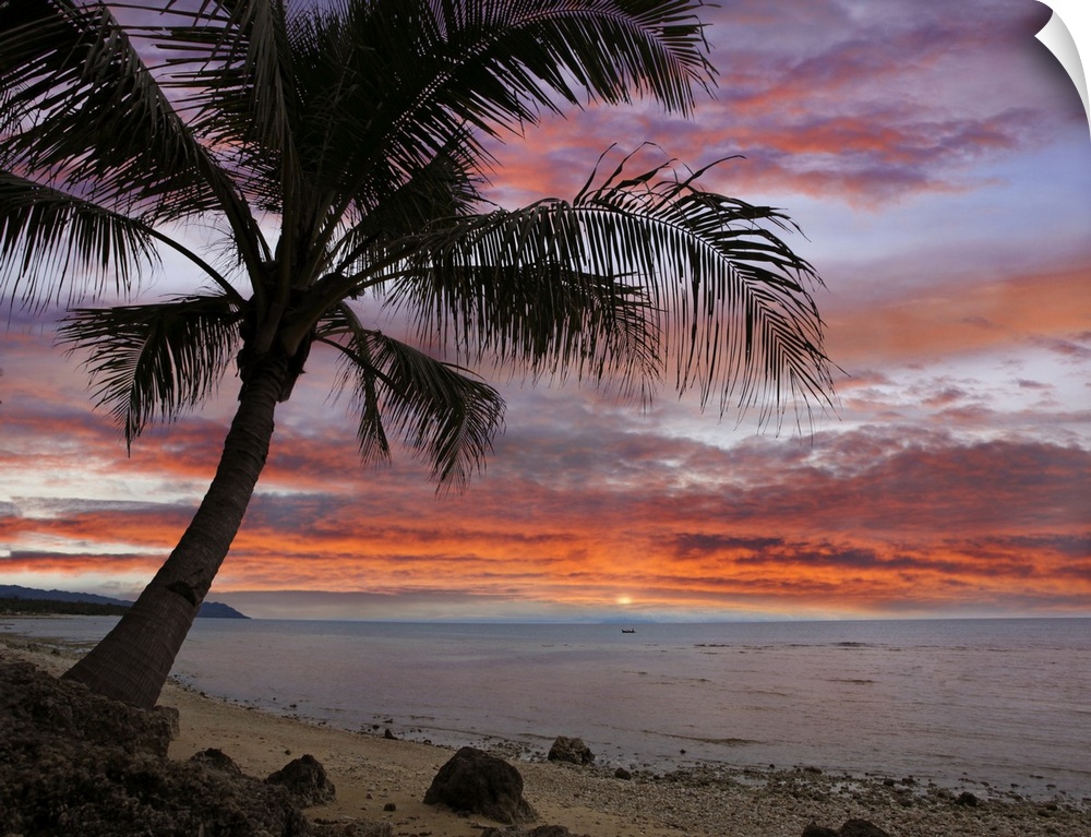 A silhouetted tree with big leafy fronds leans over a rocky beach, with clouds glowing with light from the setting sun.