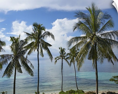 Coconut Palm (Cocos nucifera) trees, Bikini Beach, Panglao Island, Philippines