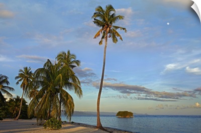 Coconut Palm (Cocos nucifera) trees on Pamilacan Island, Philippines