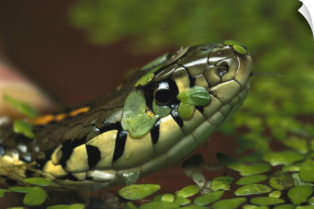 Common Garter Snake (Thamnophis sirtalis) in water with duckweed, native to North America