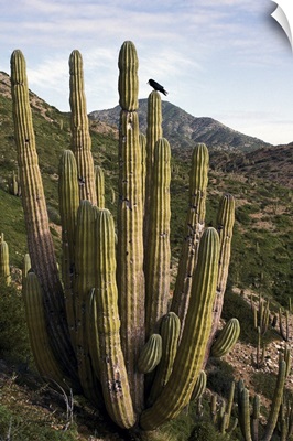 Common Raven perching in Cardon cactus, Sonoran Desert, Mexico