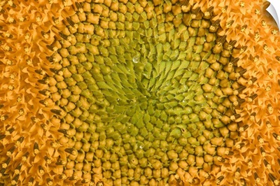 Common Sunflower close up showing anthers covered with pollen, Bourgogne, France