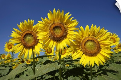 Common Sunflower flowers, Japan