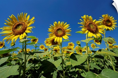 Common Sunflower flowers, Japan