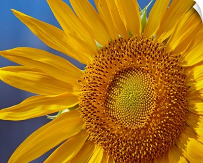 Common Sunflower (Helianthus annuus) flower, North America