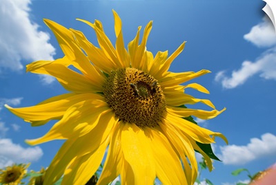 Common Sunflower with blue sky and clouds