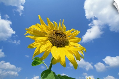 Common Sunflower with blue sky and clouds behind