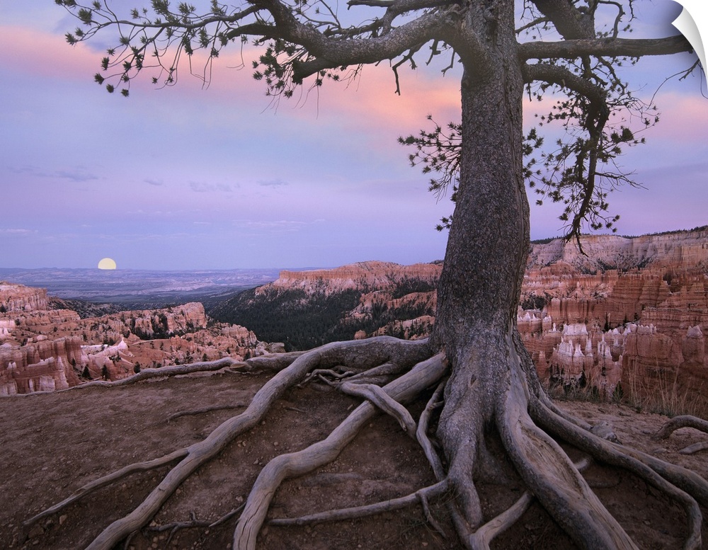 Conifer and moon, Bryce Canyon National Park, Utah