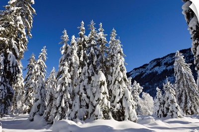 Coniferous forest in winter, Wetterstein Mountains, Alps, Upper Bavaria, Germany