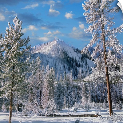 Conifers In Winter, Yellowstone National Park, Wyoming