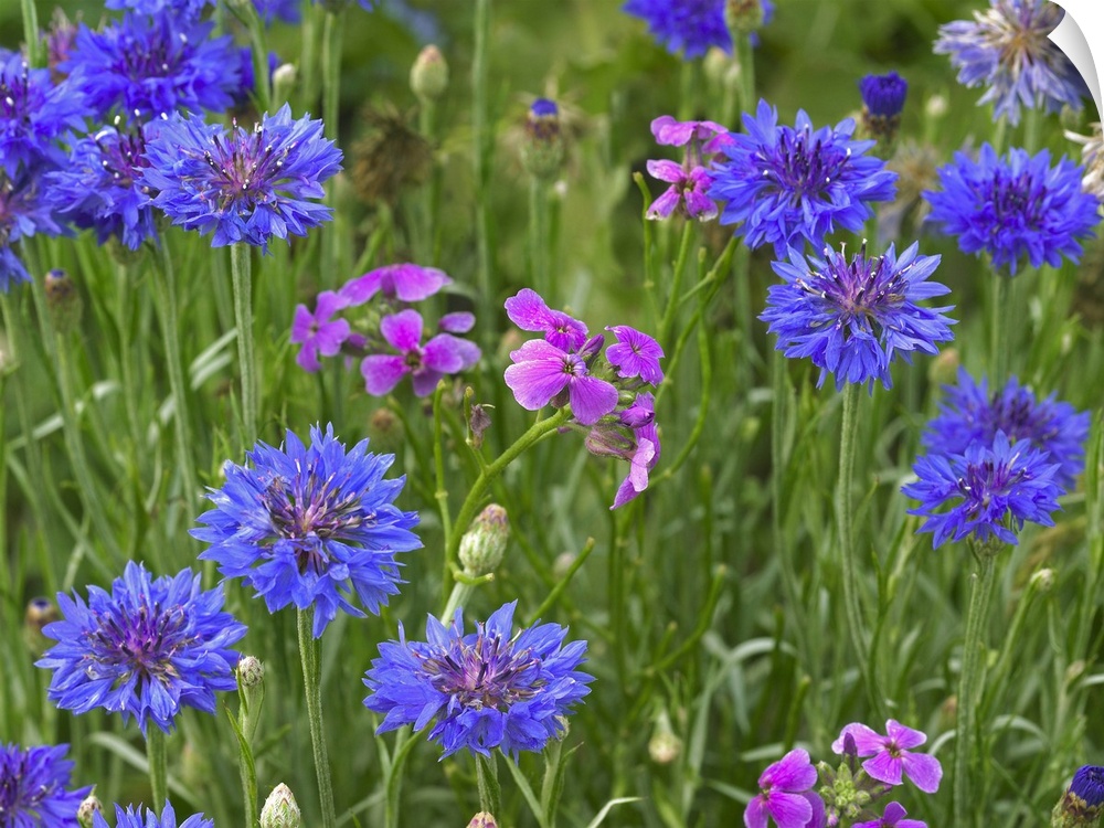Cornflower and Pointed Phlox blooming in grassy field, North America