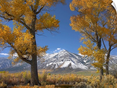 Cottonwood (Populus sp) trees, fall foliage, Carson Valley, Nevada
