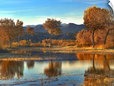 Cottonwood trees and Willows, Bosque del Apache National Wildlife Refuge, New Mexico