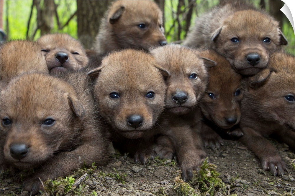 Coyote (Canis latrans) four week old wild pups, Chicago, Illinois.
