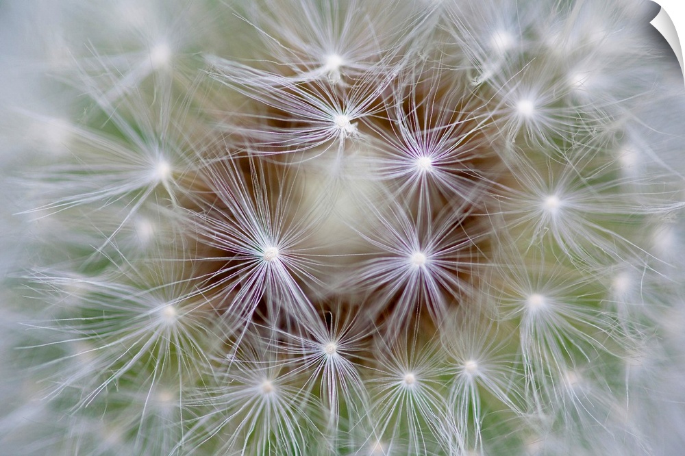 Macro photography of an extreme close up of dandelion seeds.