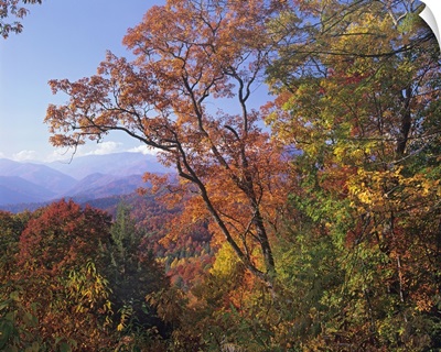 Deciduous forest in autumn, Blue Ridge Parkway, Great Smoky Mountains, North Carolina