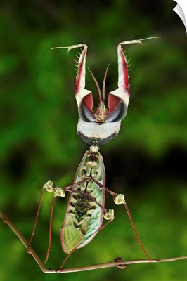 Devil's Praying Mantis in defensive posture, Tanzania