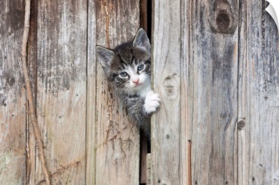 Domestic Cat Tabby kitten peering out of garden shed, Lower Saxony, Germany
