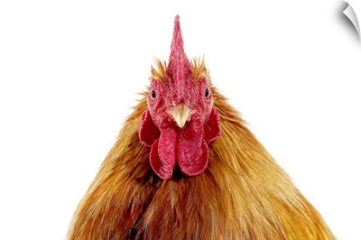 Domestic Chicken, Partridge Brahma, cockerel, close-up of head