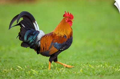 Domestic Chicken rooster, Kauai, Hawaii