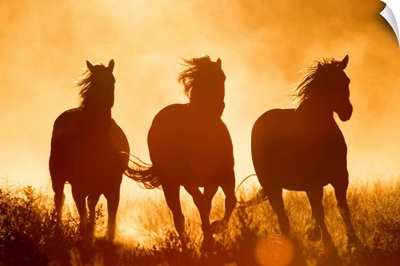 Domestic Horse (Equus caballus) trio running at sunset, Oregon