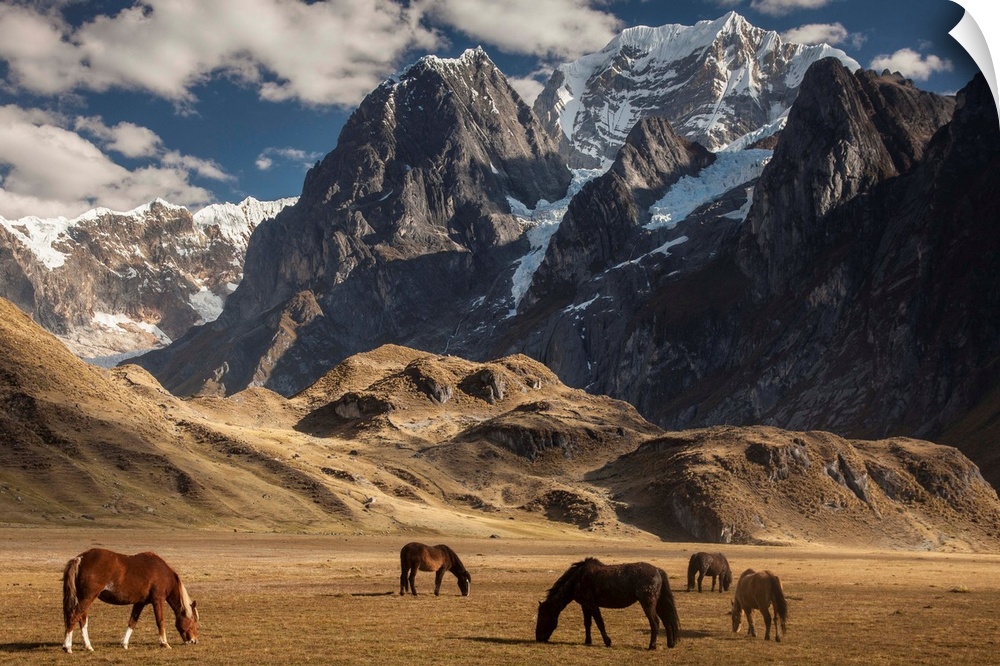 Carhuacocha lake, horses grazing under Siula Grande 6265 metres, Andes mountains, Cordillera Huayhuash, northern Peru