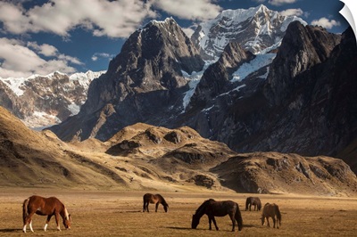 Domestic Horse herd grazing under Siula Grande, Andes, Peru