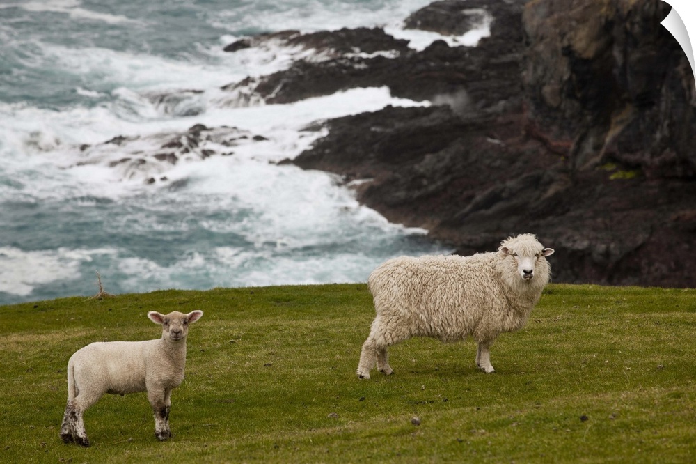 Sheep and lamb near cliff edge, Stony Bay, Banks Peninsula, Canterbury