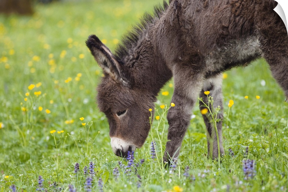 Esel-Fohlen auf Blumenwiese, Equus asinus, Deutschland / Donkey foal on flowering meadow, Equus asinus, Bavaria, Germany, ...