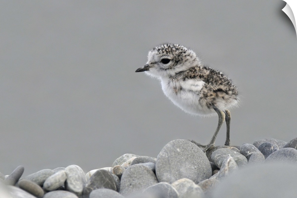 A newly hatched banded dotterel chick (Charadrius bicintus bicintus), Lake Ellesmere