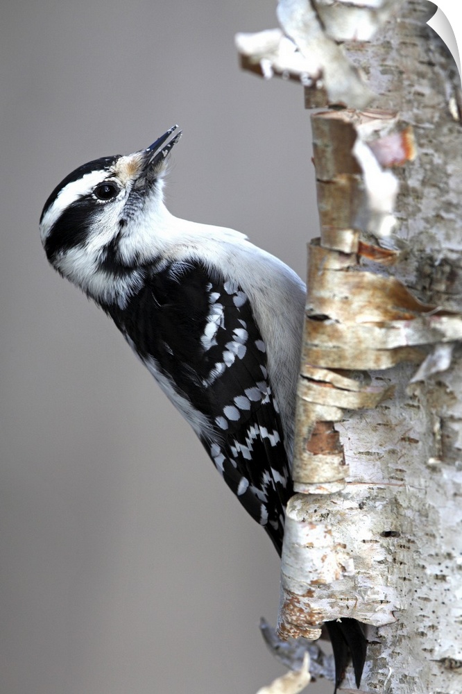 downy woodpecker pecking on tree