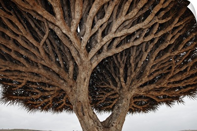 Dragon-blood Tree crown, Socotra, Yemen