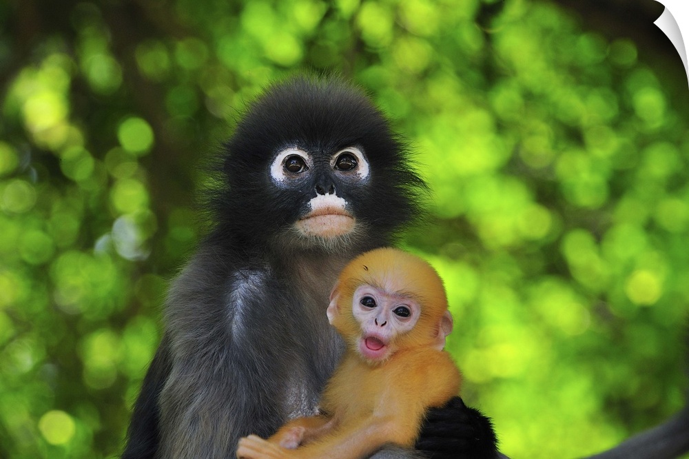 Dusky Leaf Monkey / Spectacled Langur / Spectacled Leaf Monkey - Trachypithecus obscurus - mother with baby - Khao Sam Roi...