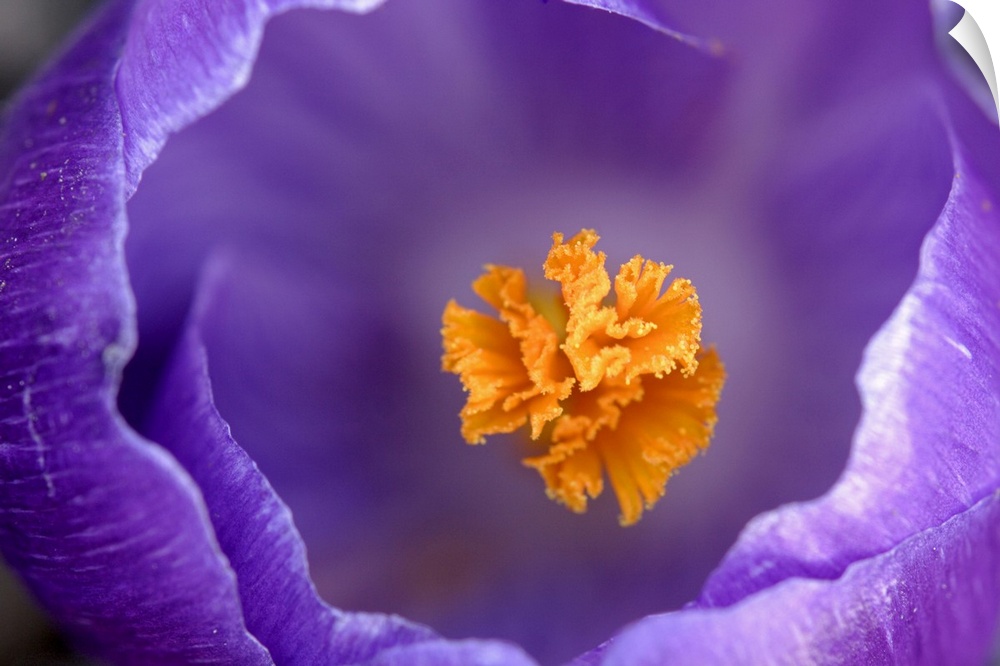 A top down photograph of a flower blossom with a shallow depth of field showing the pistil and the inside of the petals
