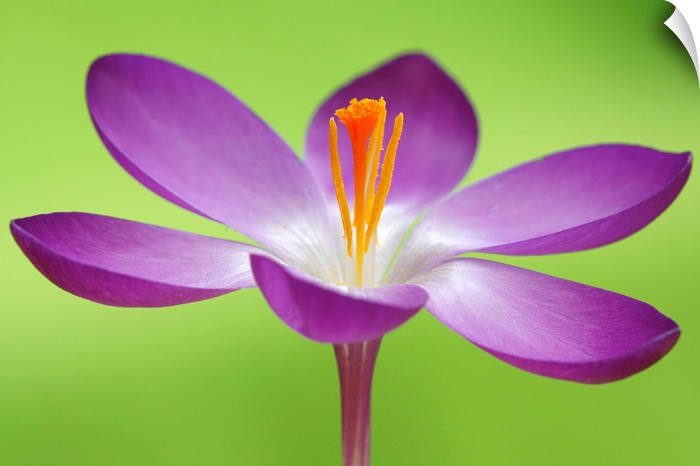 Up close photograph of flower blossom and stamen on bright neon background.
