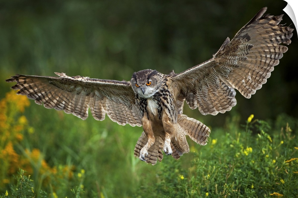 Eagle Owl, Bubo bubo, flying, landing, Netherlands, raptor, bird