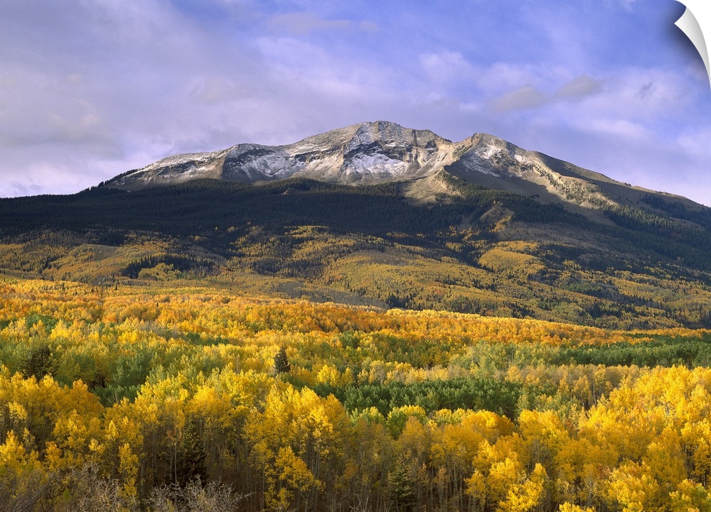 Beautiful nature photograph of East Beckwith Mountain towering above orange and yellow fall trees in the Gunnison nation F...