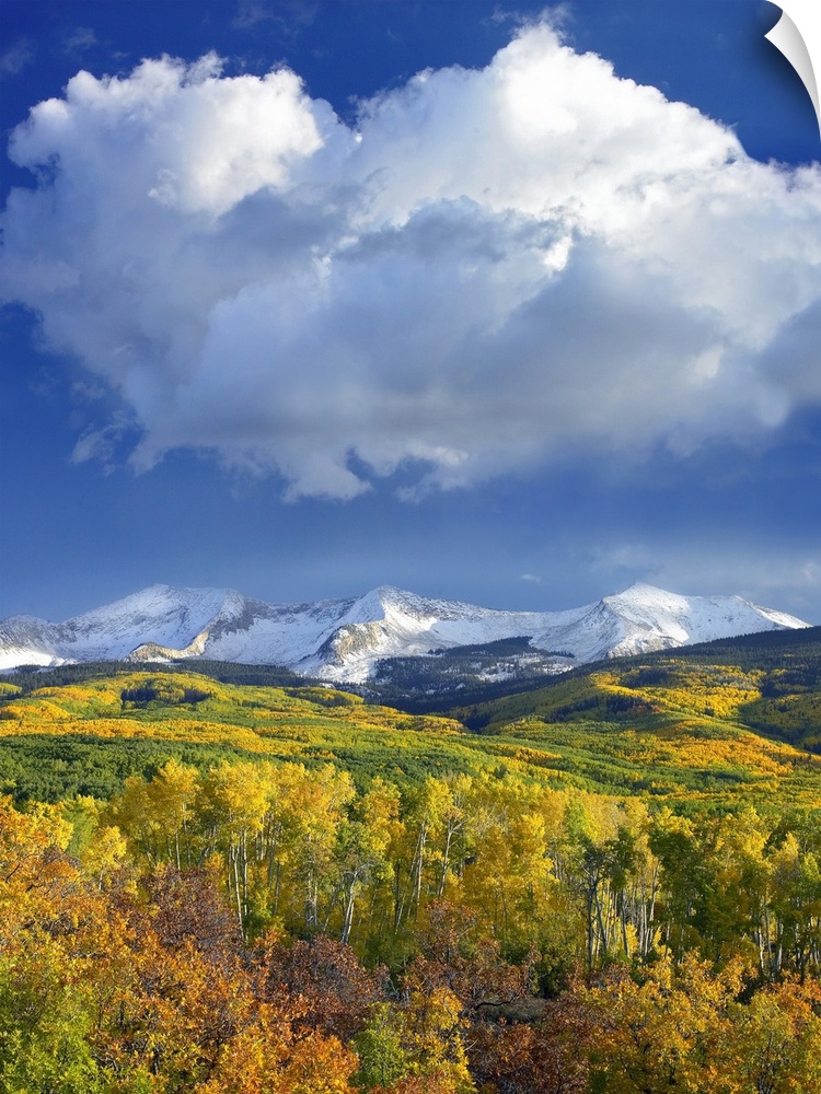 Tall canvas print of beautiful fall foliage at the base of snowy mountains under a blue sky with puffy clouds.