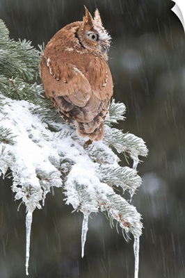 Eastern Screech Owl (Otus asio) red morph in winter, Howell Nature Center, Michigan