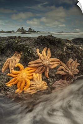 Eleven-armed Sea Star group on coastal rocks at low tide, New Zealand