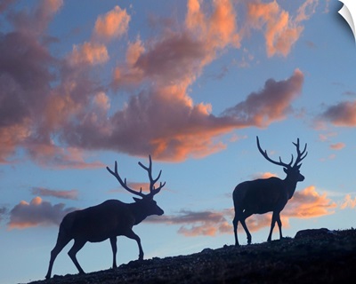 Elk Bulls, Rocky Mountain National Park, Colorado