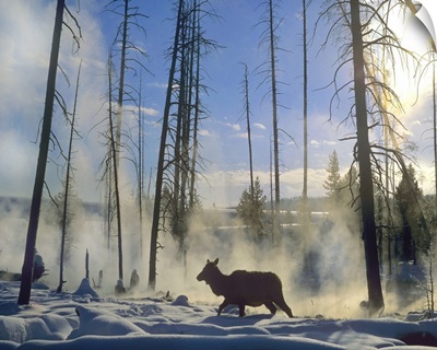Elk female in the snow, Yellowstone National Park, Wyoming