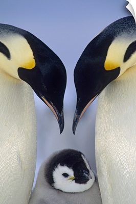 Emperor Penguin (Aptenodytes forsteri) parents greeting chick