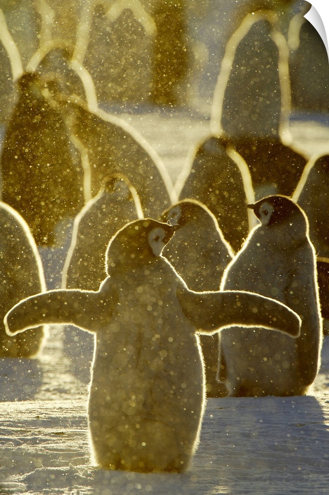 Emperor Penguin (Aptenodytes forsteri) chicks, Riiser-Larsen Ice Shelf, Antarctica