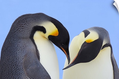 Emperor Penguin pair courting, Snow Hill Island, Antarctica