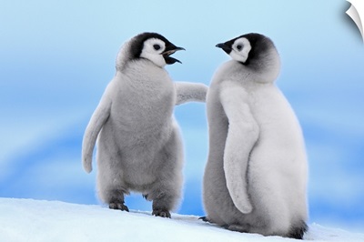 Emperor Penguin pair, Snow Hill Island, Antarctica